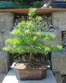 larch
